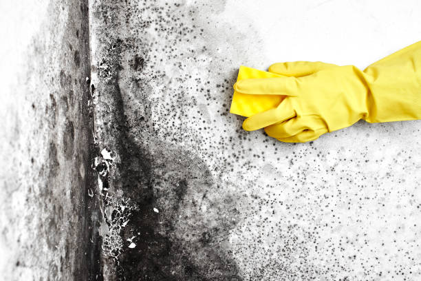 Best Toxic Mold Removal  in Boron, CA
