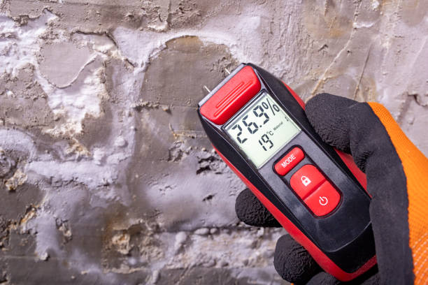 Best Affordable Mold Removal  in Boron, CA
