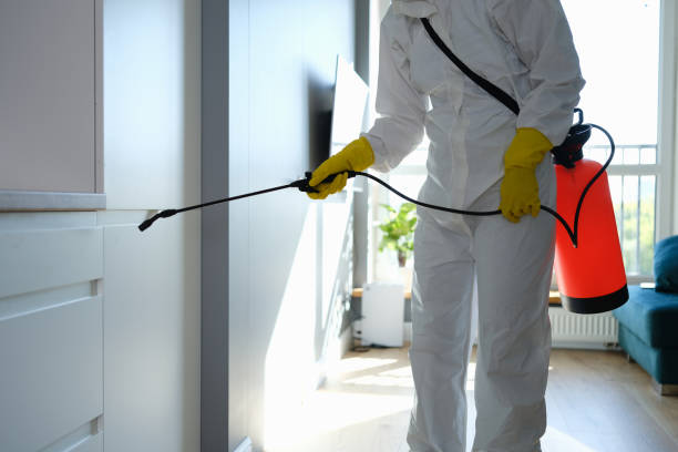Best Mold Removal Specialists  in Boron, CA