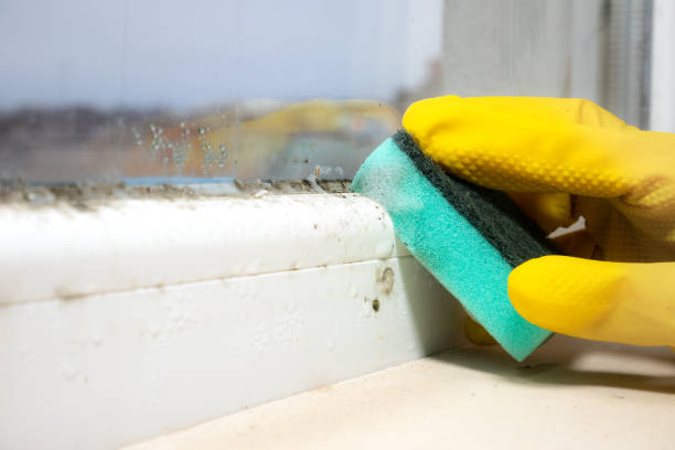 Professional Mold Removal in Boron, CA