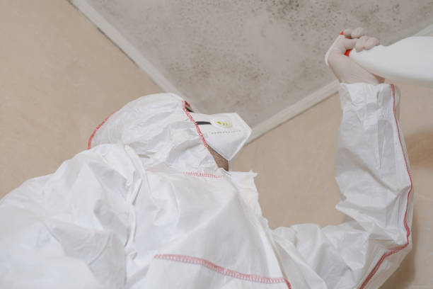 Attic Mold Removal in Boron, CA