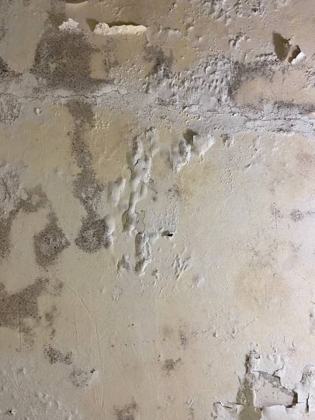 Best Office Mold Removal Services  in Boron, CA