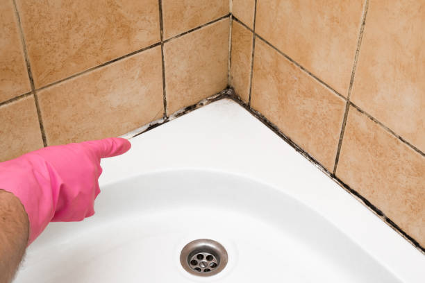 Best Fast Mold Removal  in Boron, CA